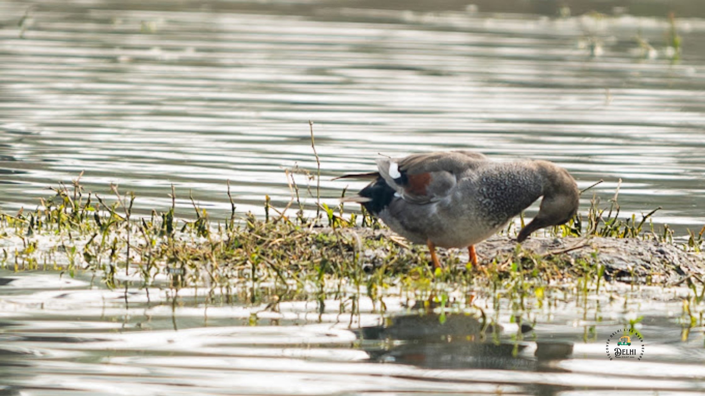 Sultanpur-National-Park-DelhiSnap